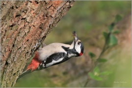 <p>STRAKAPOUD VELKÝ (Dendrocopos major) ---- /Great spotted woodpecker – Buntspecht/</p>